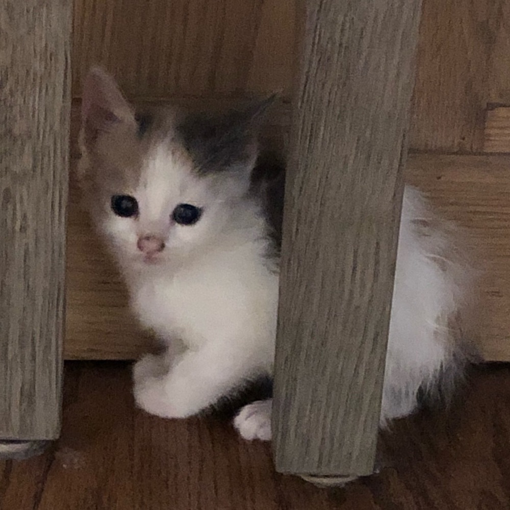 Meet your Posher, Mara